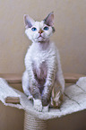 sitting Devon Rex