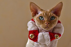 Devon Rex Portrait