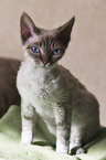 sitting Devon Rex