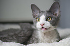 lying Devon Rex