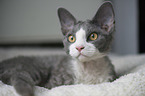 lying Devon Rex