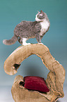 Devon Rex