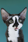 Devon Rex