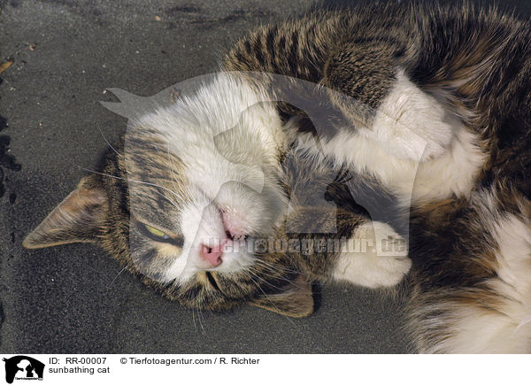 Katze beim Sonnenbad / sunbathing cat / RR-00007