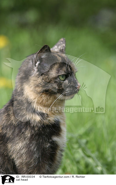 Glckskatze im Portrait / cat head / RR-00034