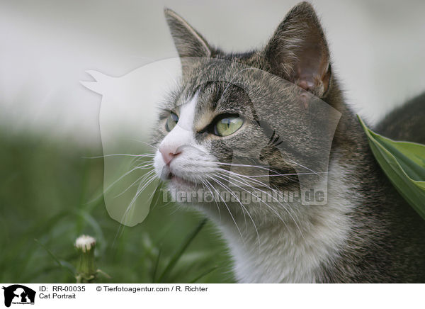 Cat Portrait / RR-00035