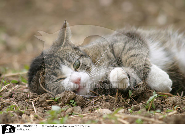 Katze beim wlzen / rolling cat / RR-00037