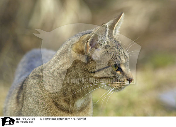 Hauskatze / domestic cat / RR-00105