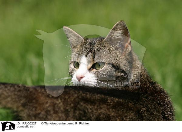 Hauskatze / domestic cat / RR-00227