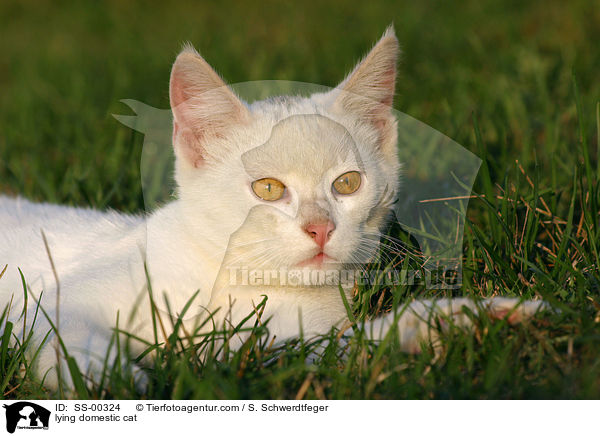 liegende Hauskatze / lying domestic cat / SS-00324
