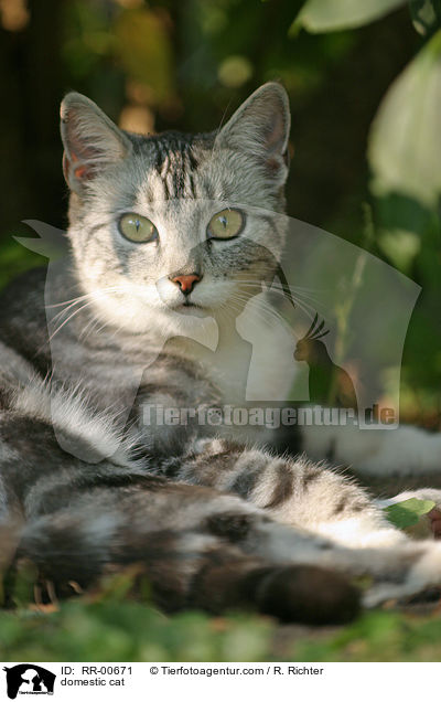Hauskatze / domestic cat / RR-00671