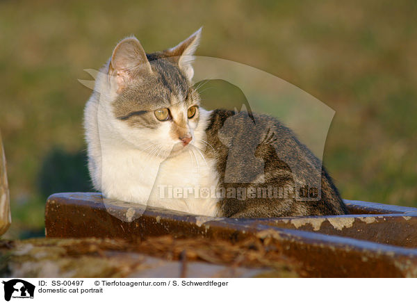 Hauskatze Portrait / domestic cat portrait / SS-00497