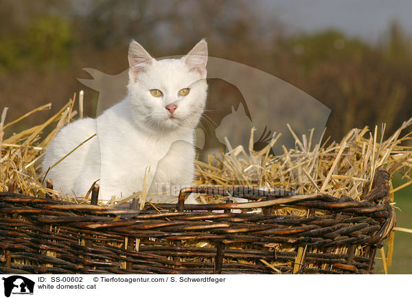 weie Hauskatze / white domestic cat / SS-00602
