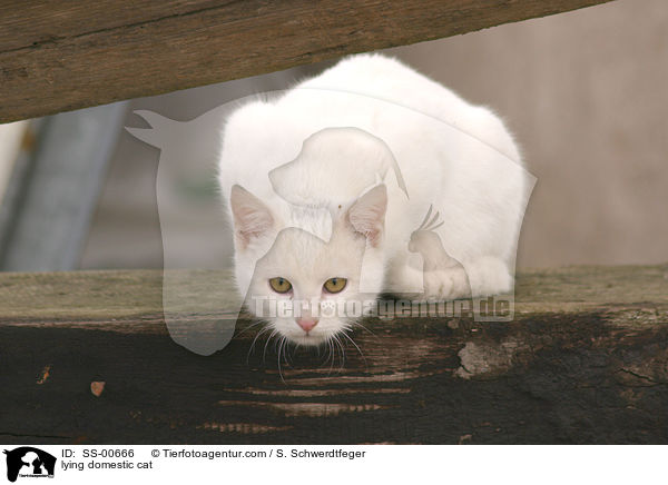 liegende Hauskatze / lying domestic cat / SS-00666