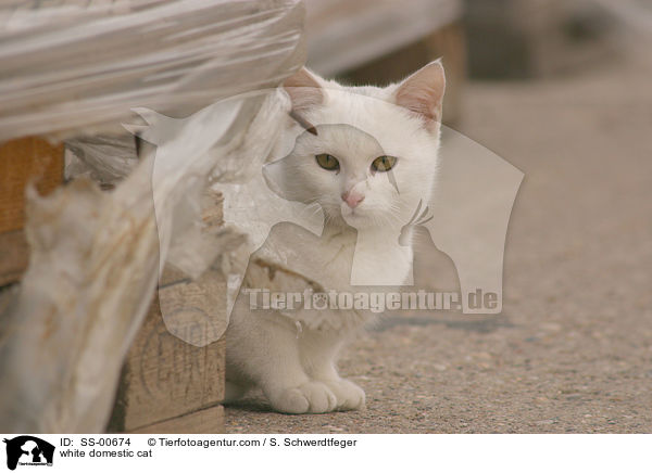weie Hauskatze / white domestic cat / SS-00674