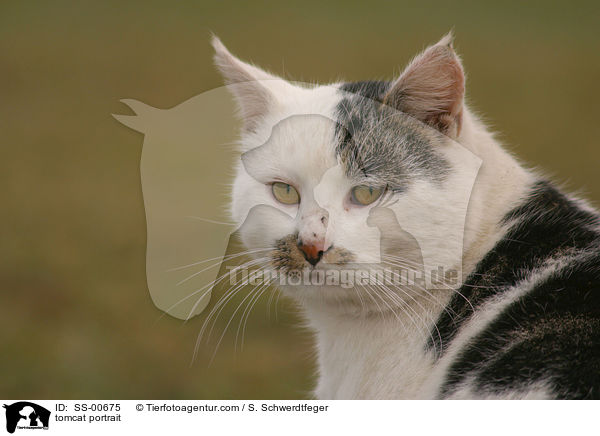 Kater Portrait / tomcat portrait / SS-00675