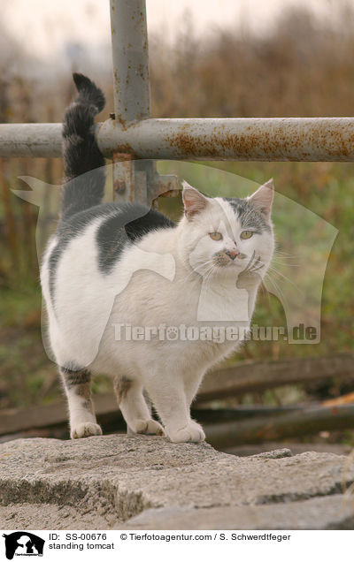 stehender Kater / standing tomcat / SS-00676