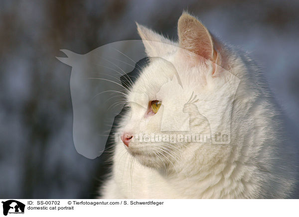 domestic cat portrait / SS-00702