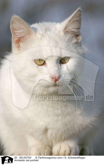 domestic cat portrait / SS-00704