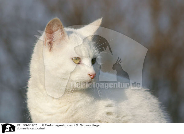 domestic cat portrait / SS-00707
