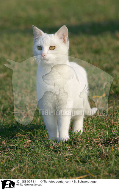 white domestic cat / SS-00711