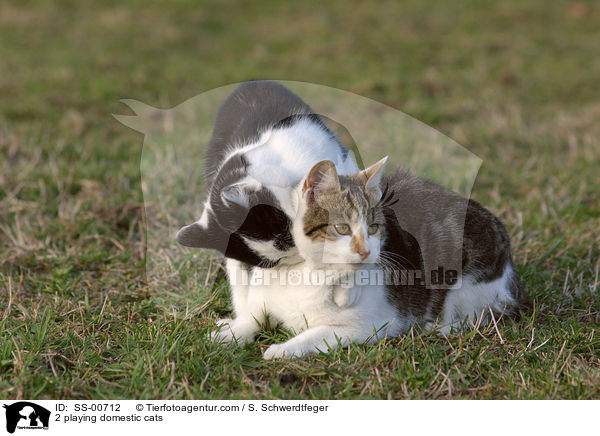 2 playing domestic cats / SS-00712