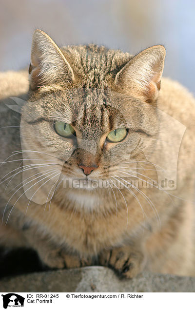Cat Portrait / RR-01245
