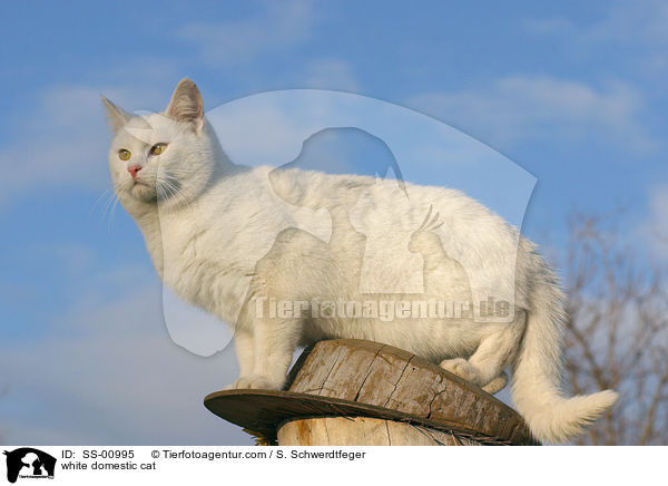 white domestic cat / SS-00995
