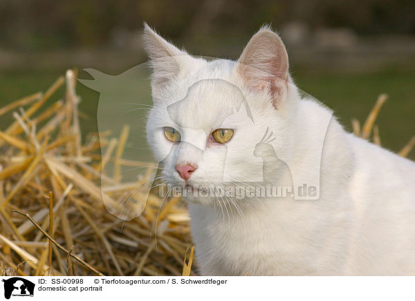 Hauskatze Portrait / domestic cat portrait / SS-00998