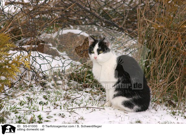 sitzende Hauskatze / sitting domestic cat / SS-01000