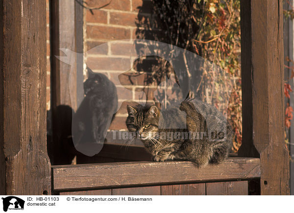 Hauskatze / domestic cat / HB-01103