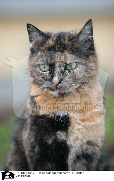Katze / Cat Portrait / RR-01547