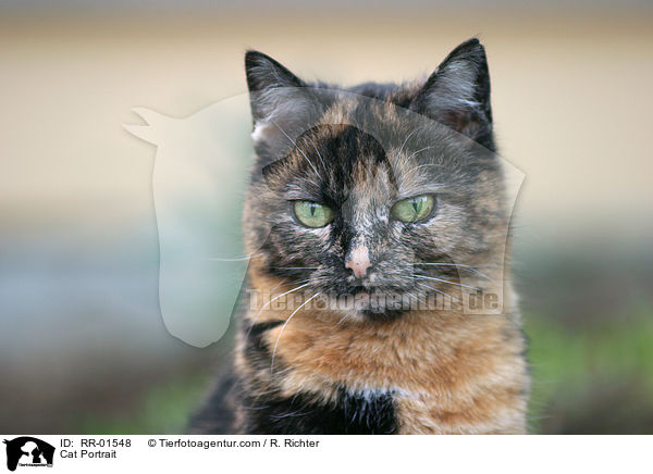 Cat Portrait / RR-01548