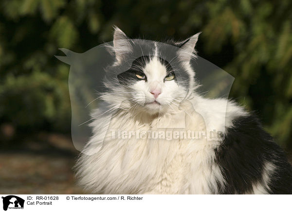 Katze / Cat Portrait / RR-01628