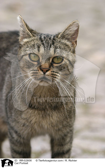 Cat Portrait / RR-02806