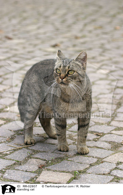 stehende Katze / standing cat / RR-02807