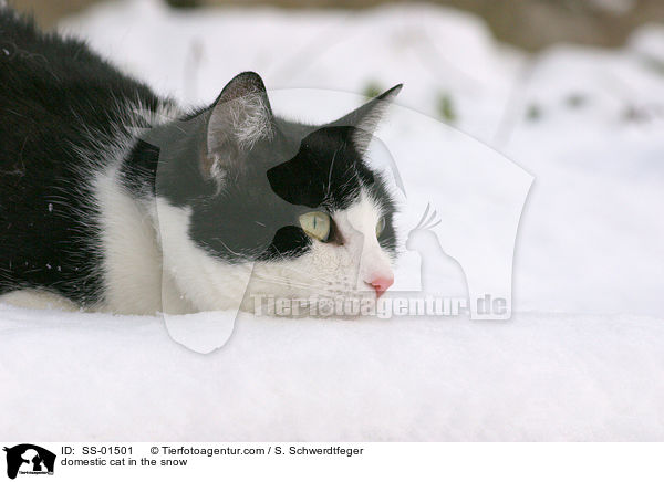 Hauskatze im Schnee / domestic cat in the snow / SS-01501