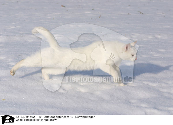 white domestic cat in the snow / SS-01502