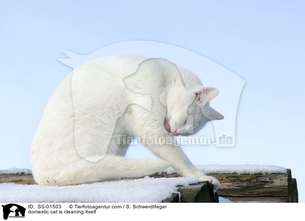 Hauskatze putzt sich / domestic cat is cleaning itself / SS-01503