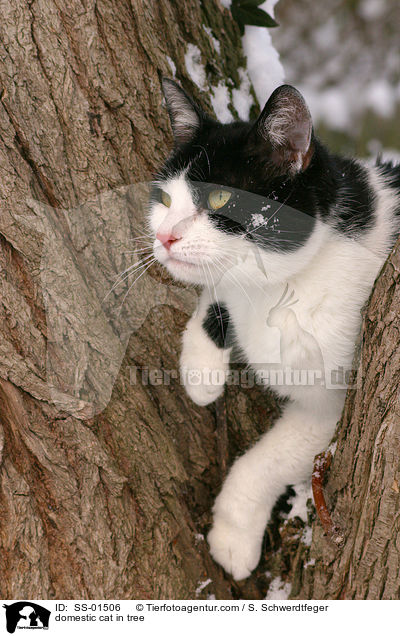 domestic cat in tree / SS-01506