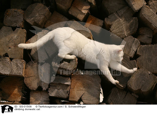 kletternde Hauskatze / climbing domestic cat / SS-01508