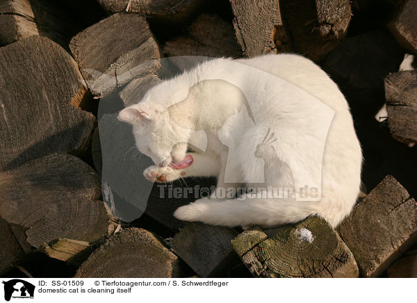 Hauskatze putzt sich / domestic cat is cleaning itself / SS-01509