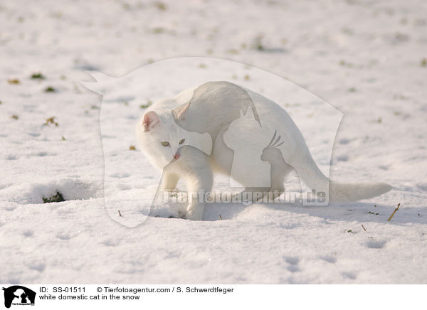 weie Hauskatze im Schnee / white domestic cat in the snow / SS-01511