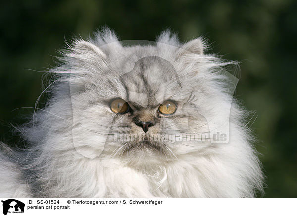 Perser Katze Portrait / persian cat portrait / SS-01524