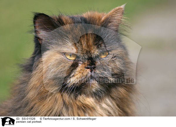 persian cat portrait / SS-01526