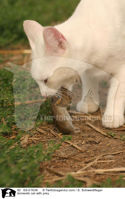 Hauskatze mit Beute / domestic cat with prey / SS-01638