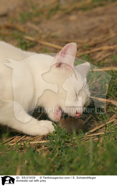 Hauskatze mit Beute / domestic cat with prey / SS-01639