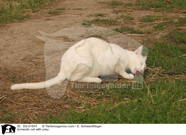 Hauskatze mit Beute / domestic cat with prey / SS-01641