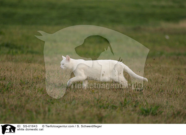 weie Hauskatze / white domestic cat / SS-01643
