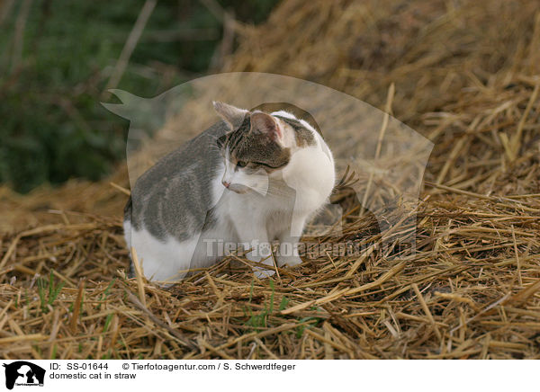 Hauskatze im Stroh / domestic cat in straw / SS-01644